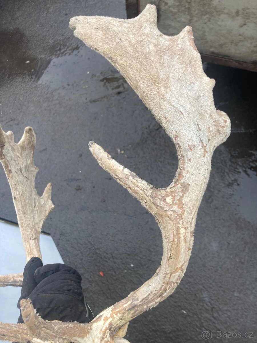 Daněk,myslivost - 10