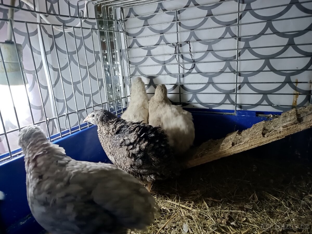 Násadová vejce křepelky - 10