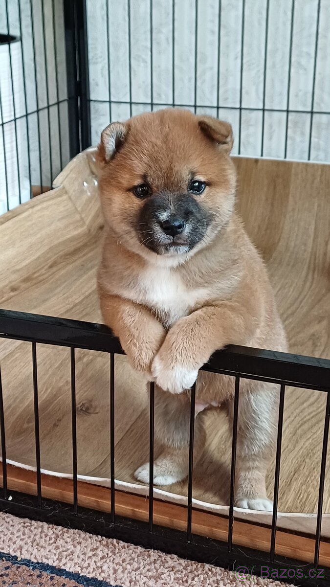 shiba inu - 10