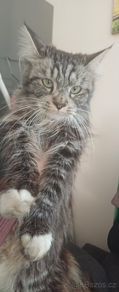 Mainská x Ragdoll x - 10