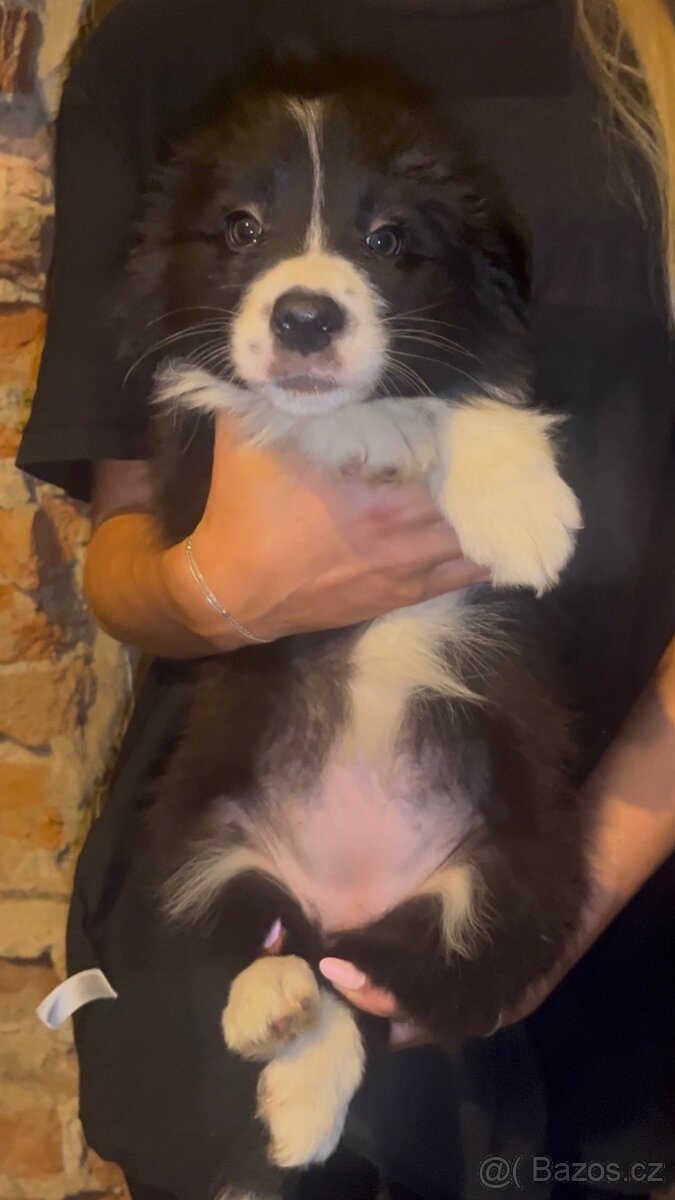 Štěňátka border kolie - 10