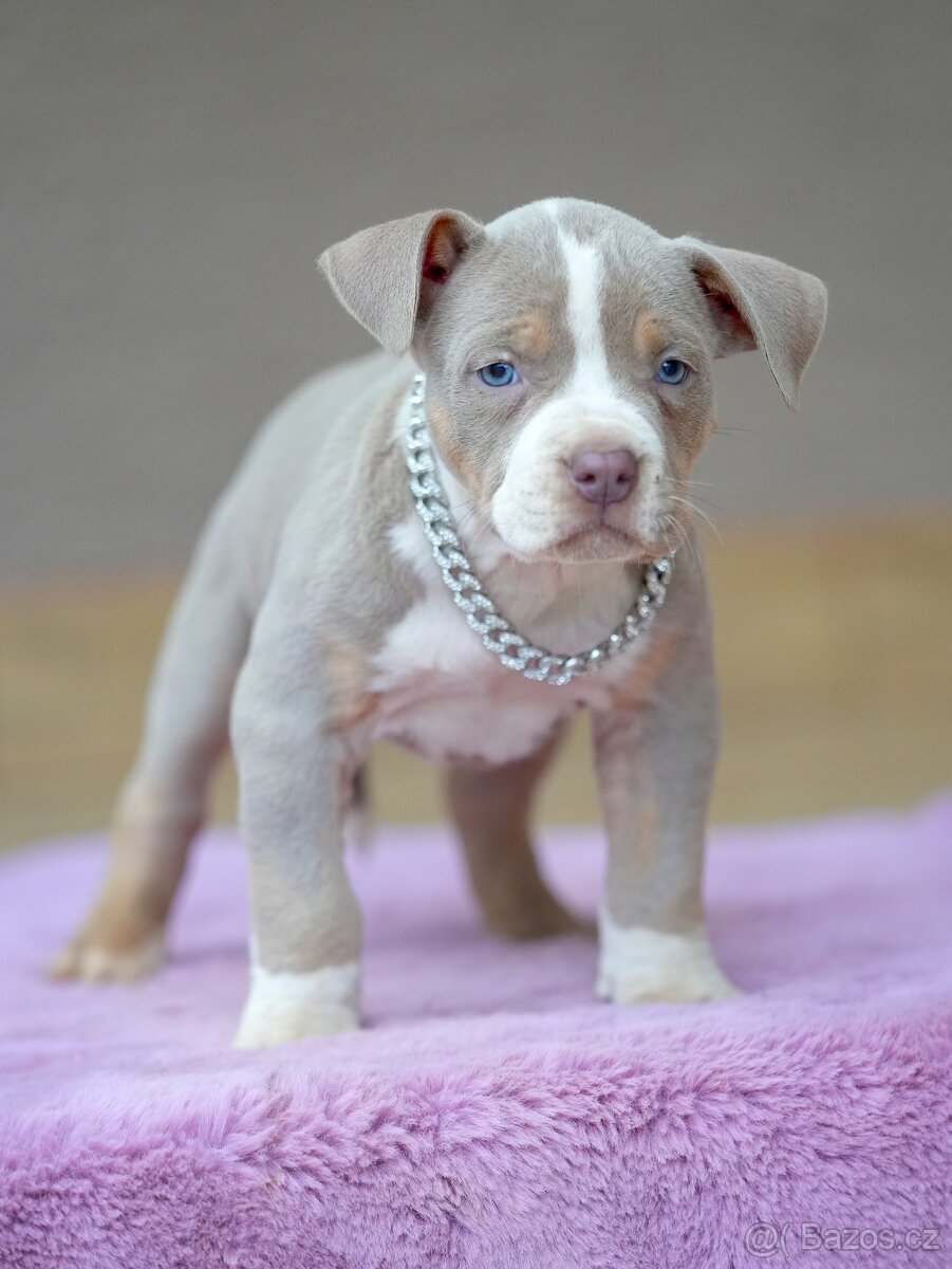 American Bully XL / XXL - 10