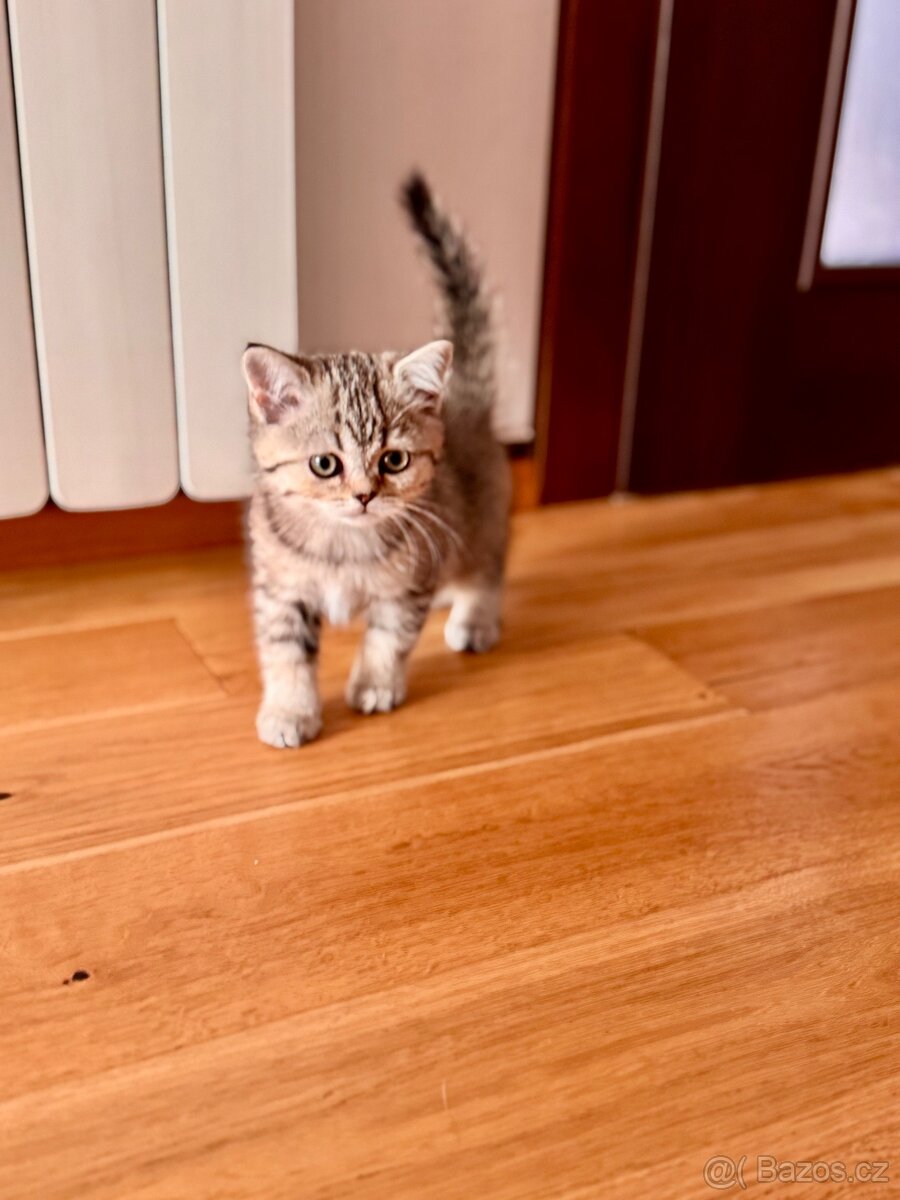 Skotská klapouchá kočka, scottish straight s PP - 10