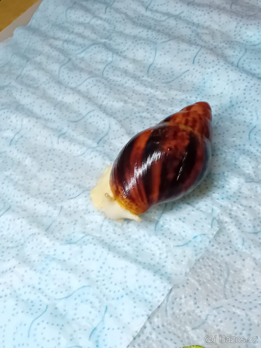 Africký šnek Archachatina Marginální suturalis - 10