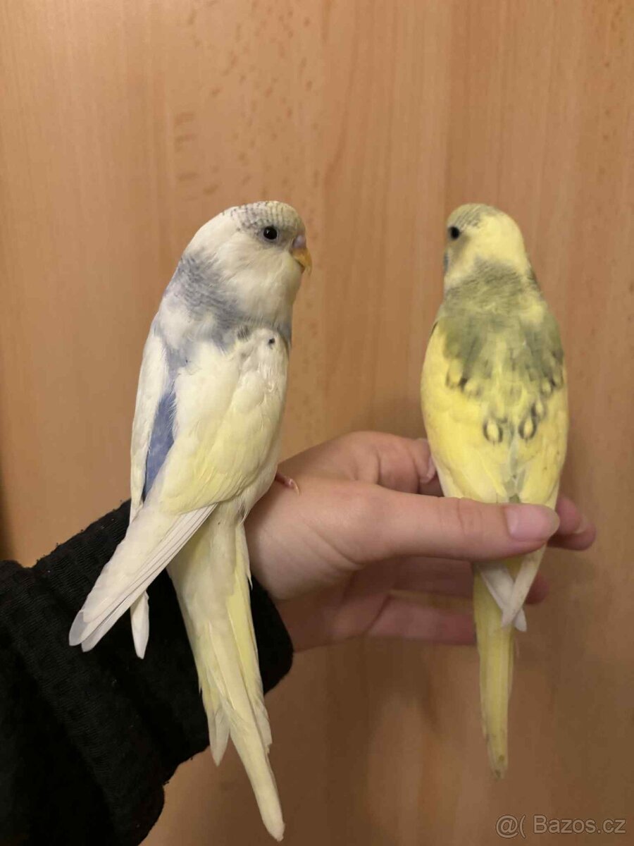 Prodám mladé andulky po vylétnutí z budky - 10