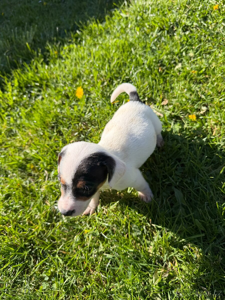 Jack Russell teriér - 10
