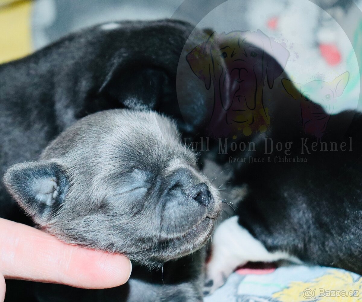 Čivava s PP k rezervaci - 10