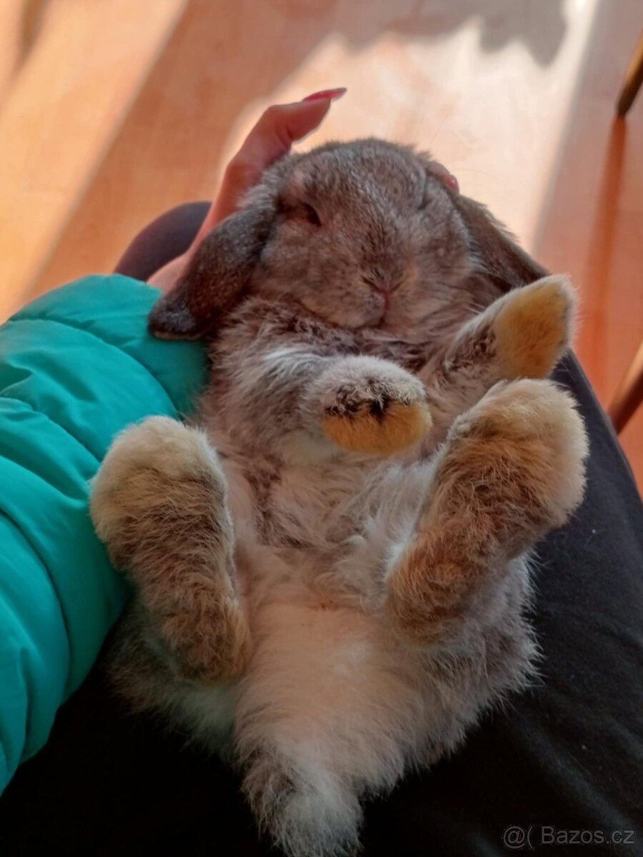 Samička Zakrslý Beránek MiniLop ❤️ - 10