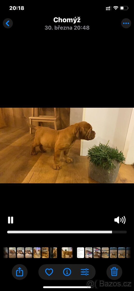 Bordeauxska doga s PP - 10