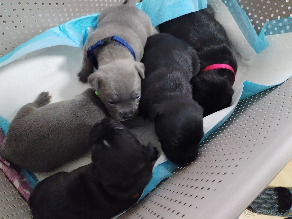 Štěňátka - 10