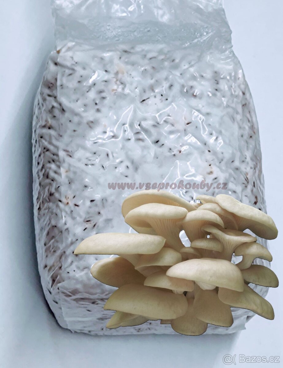 Sadba - Hlíva ústřičná, plicní, modrá, růžová, královská - 10