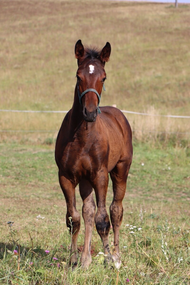 ČT hřebeček 2025 - Možnost splátek - 10