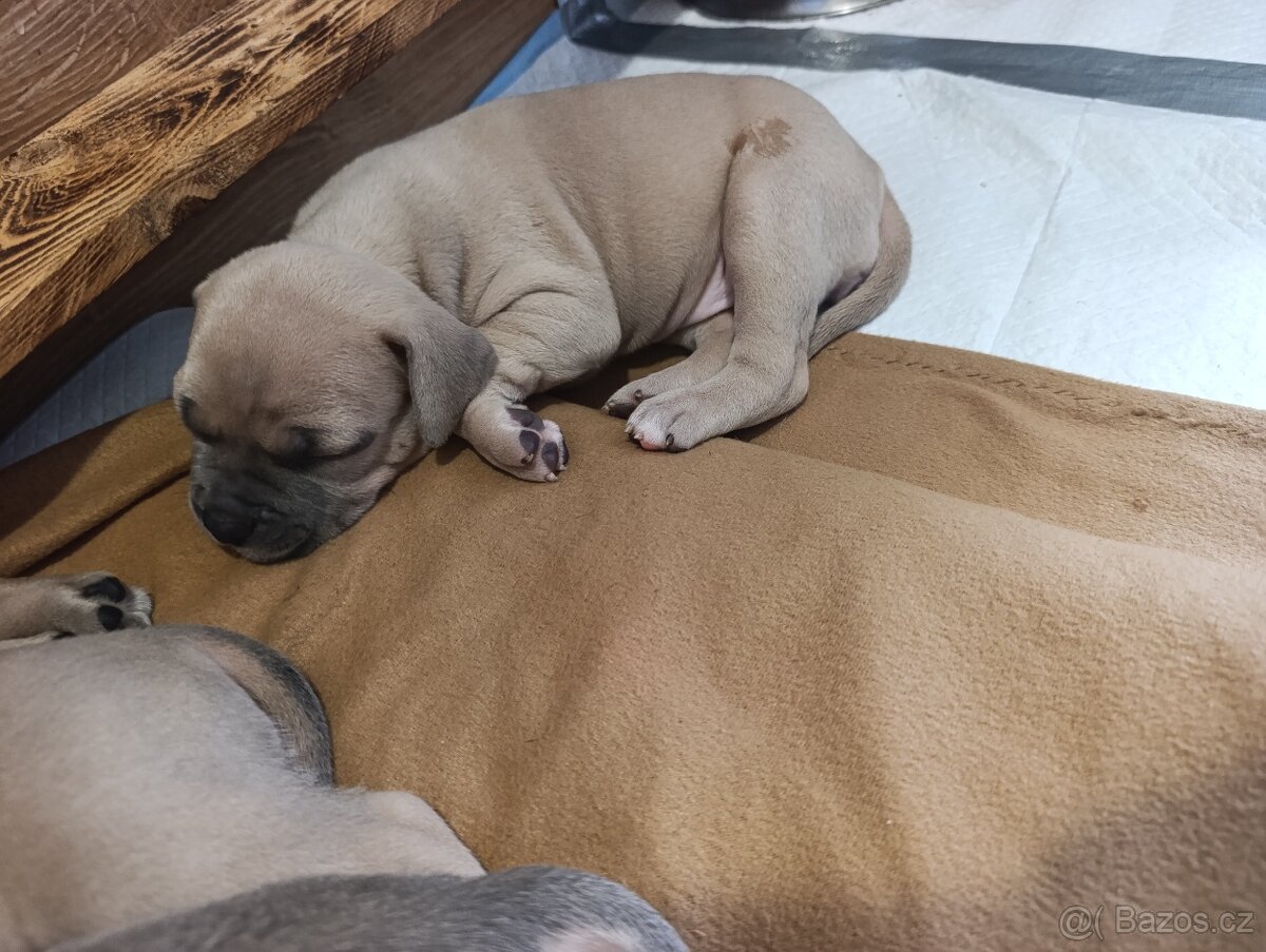 American Bully Standard - 10