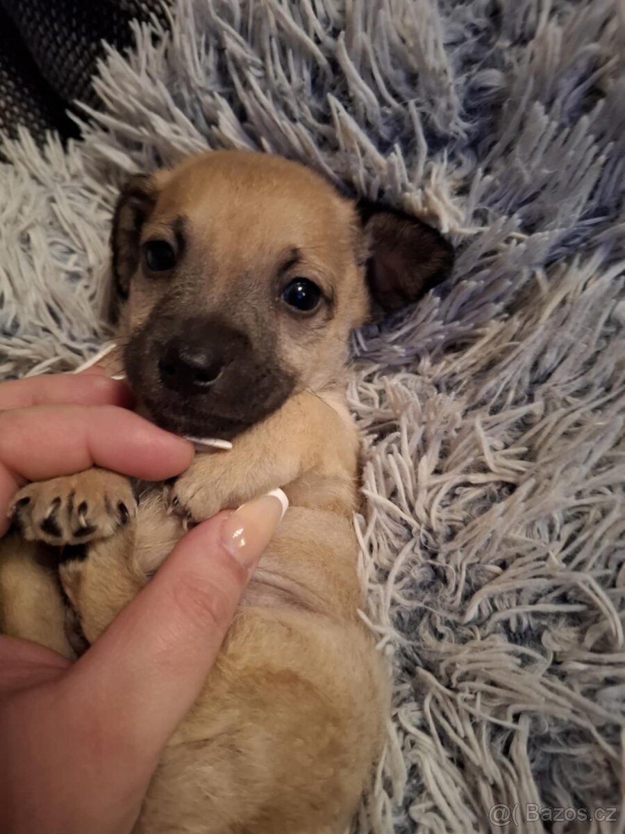 Stěně Čivava X Pražský Krysařík - 10