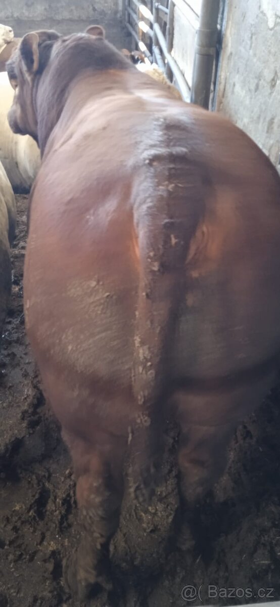 Jateční býci - 10