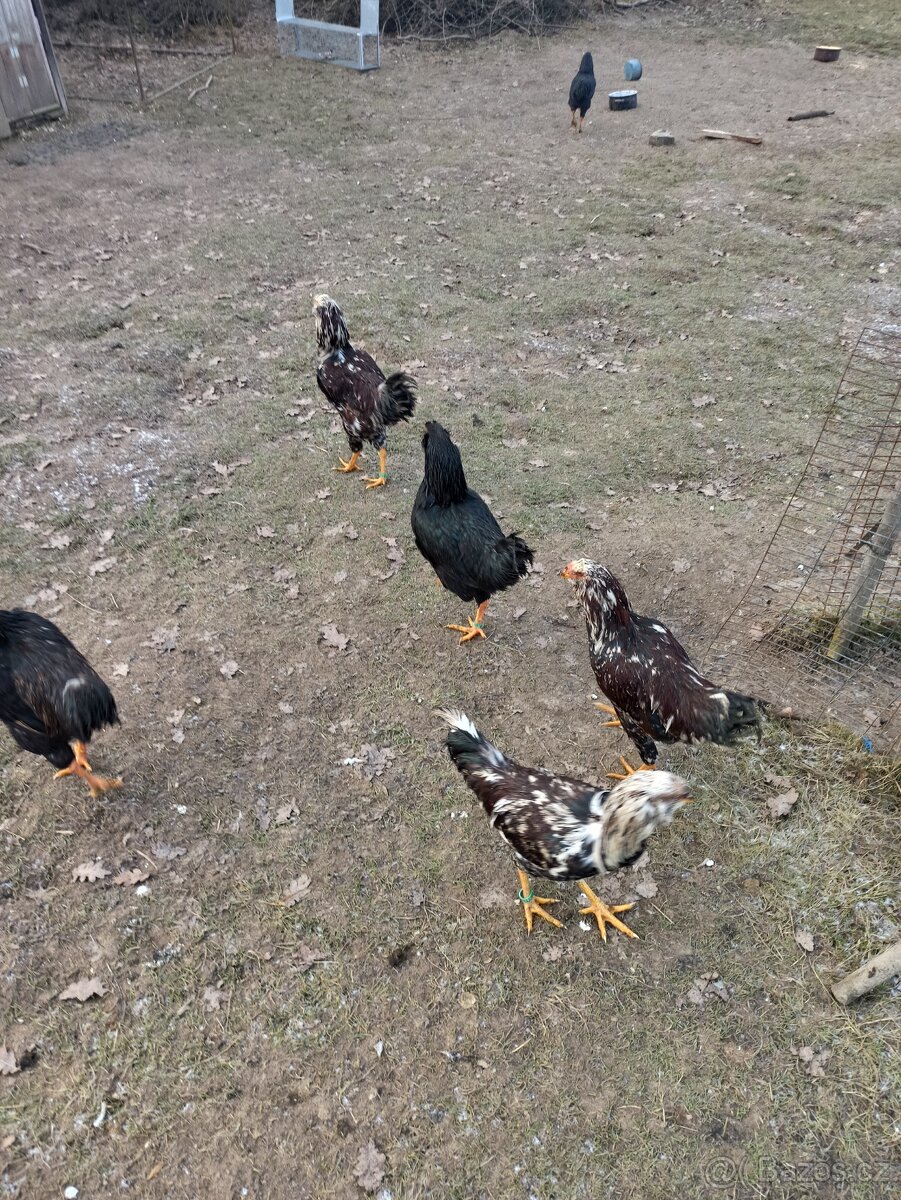 Kohoutci orlovka pestrá a černá - 10