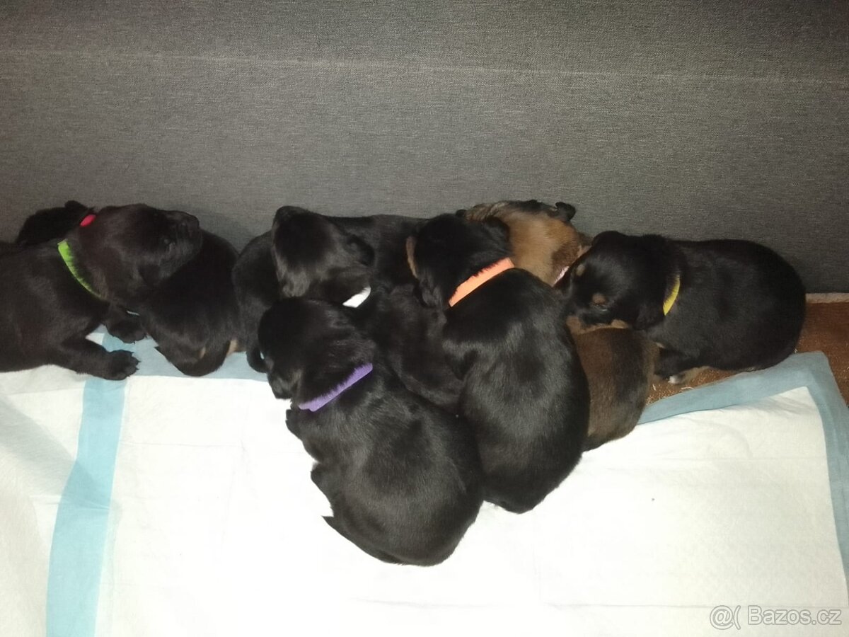 Štěňátka - 10