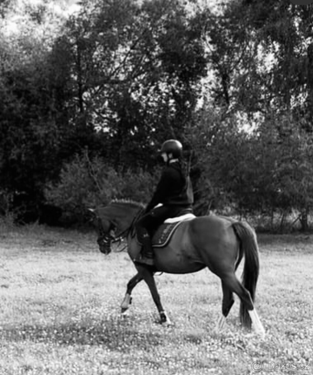 ČT kobyla 2012 - 10