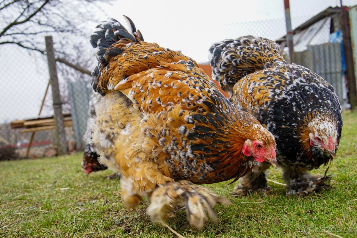 Brahmánky porcelánové 🥚🐣 (násadová vejce i kuřátka) - 10