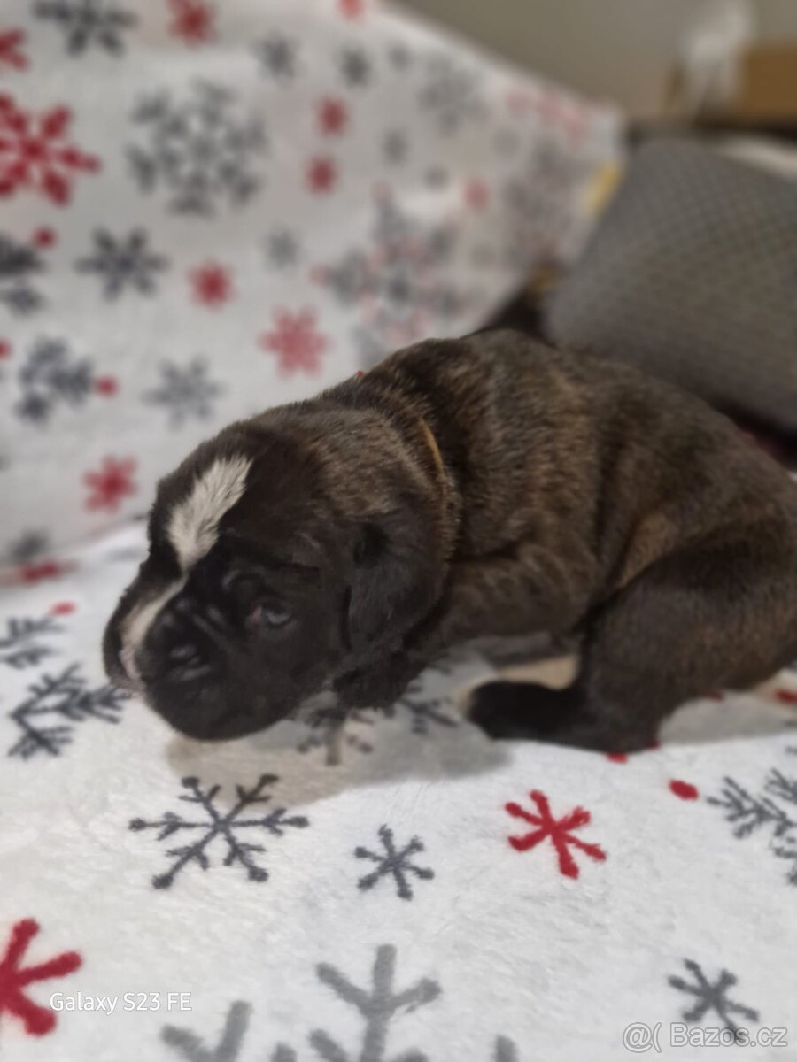 Německý boxer Žíhaný - 10