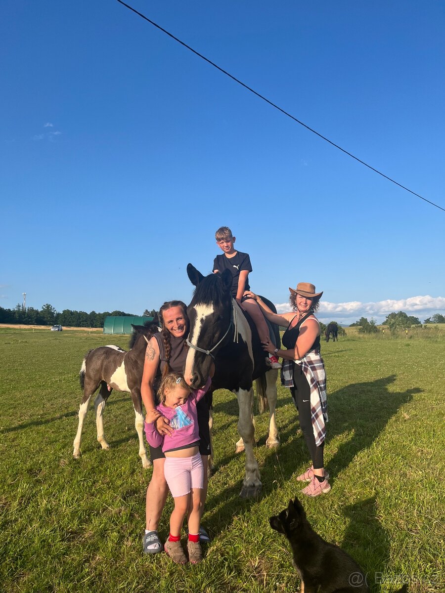 6 letá Barock Pinto - 10