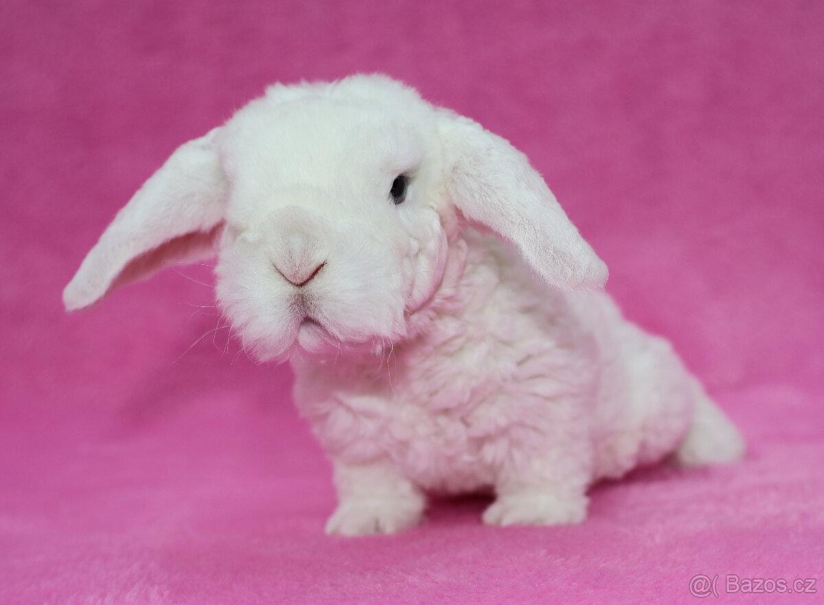 Zakrslý modrooký rex beránek sameček - 10