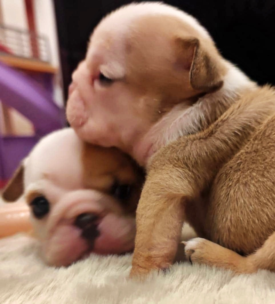 Anglický buldok s PP, štěňátka k rezervaci - 10