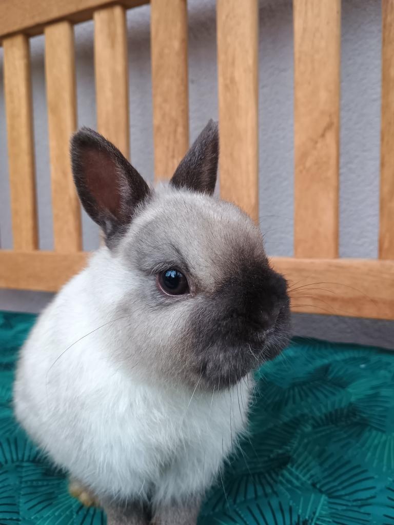 Zakrslý siamský žlutý MINI sameček - 10