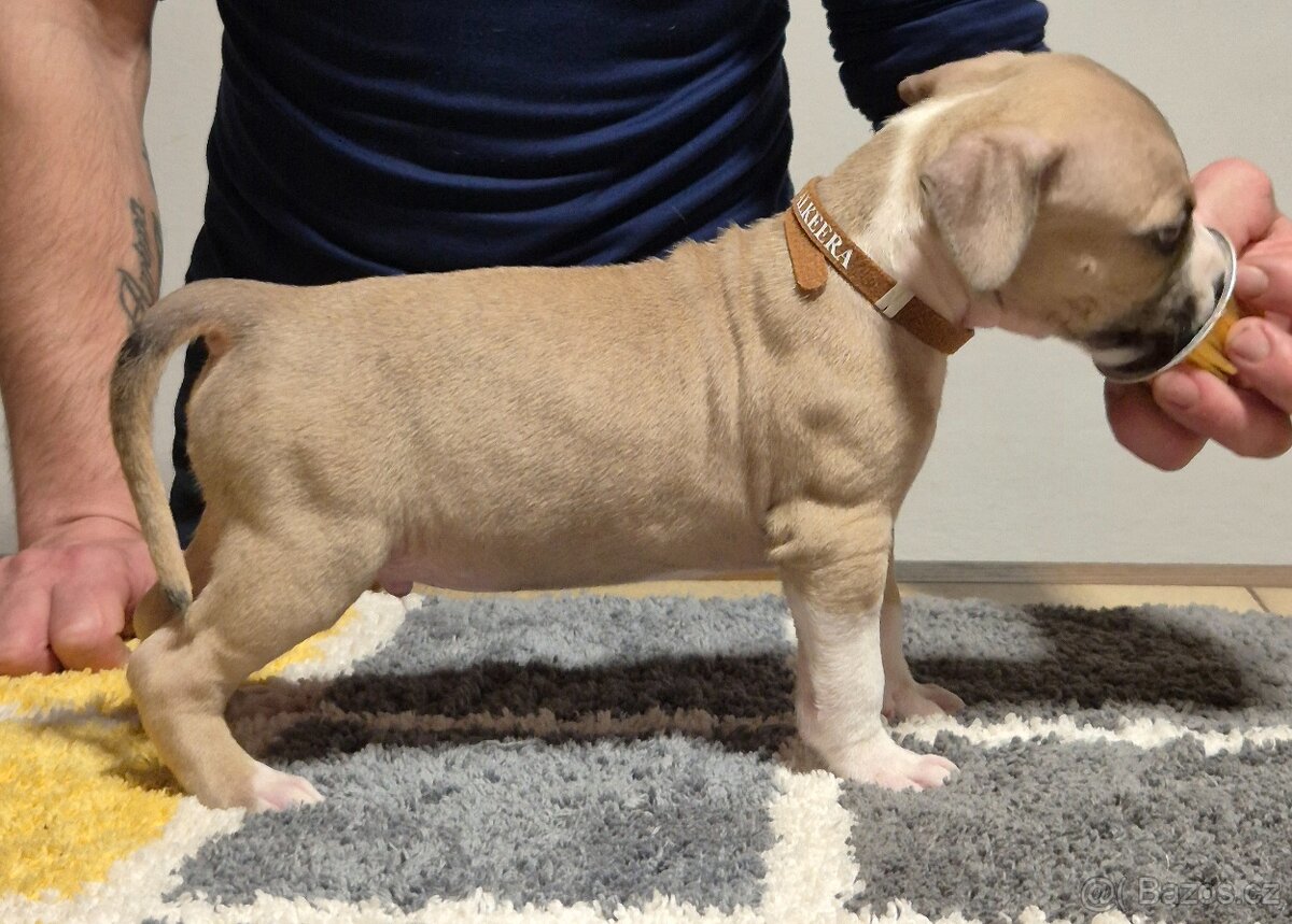 Americký stafordšírský teriér s PP - 10