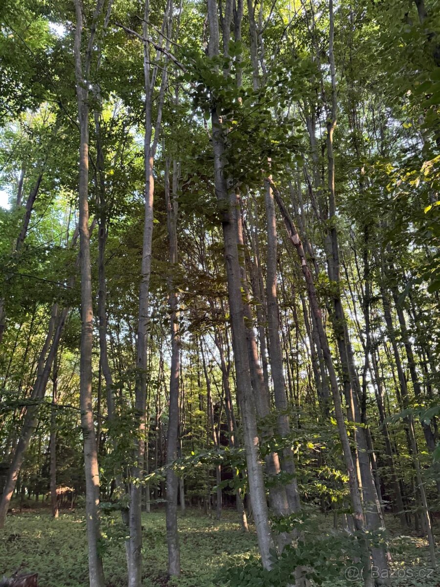 Prodám lesní pozemky v k.ú. Vlašim - 10