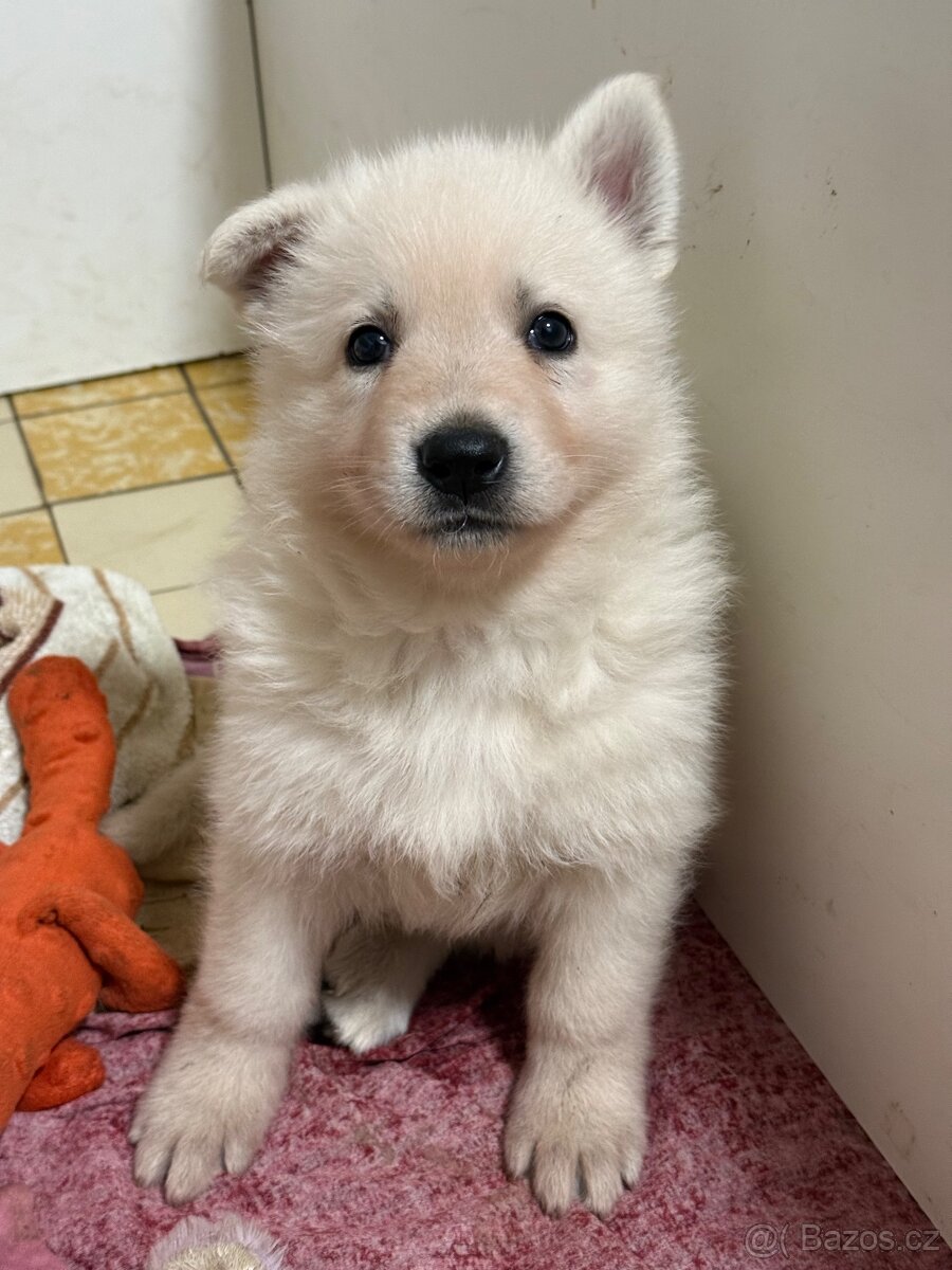 Bílý švýcarský ovčák s PP - 10