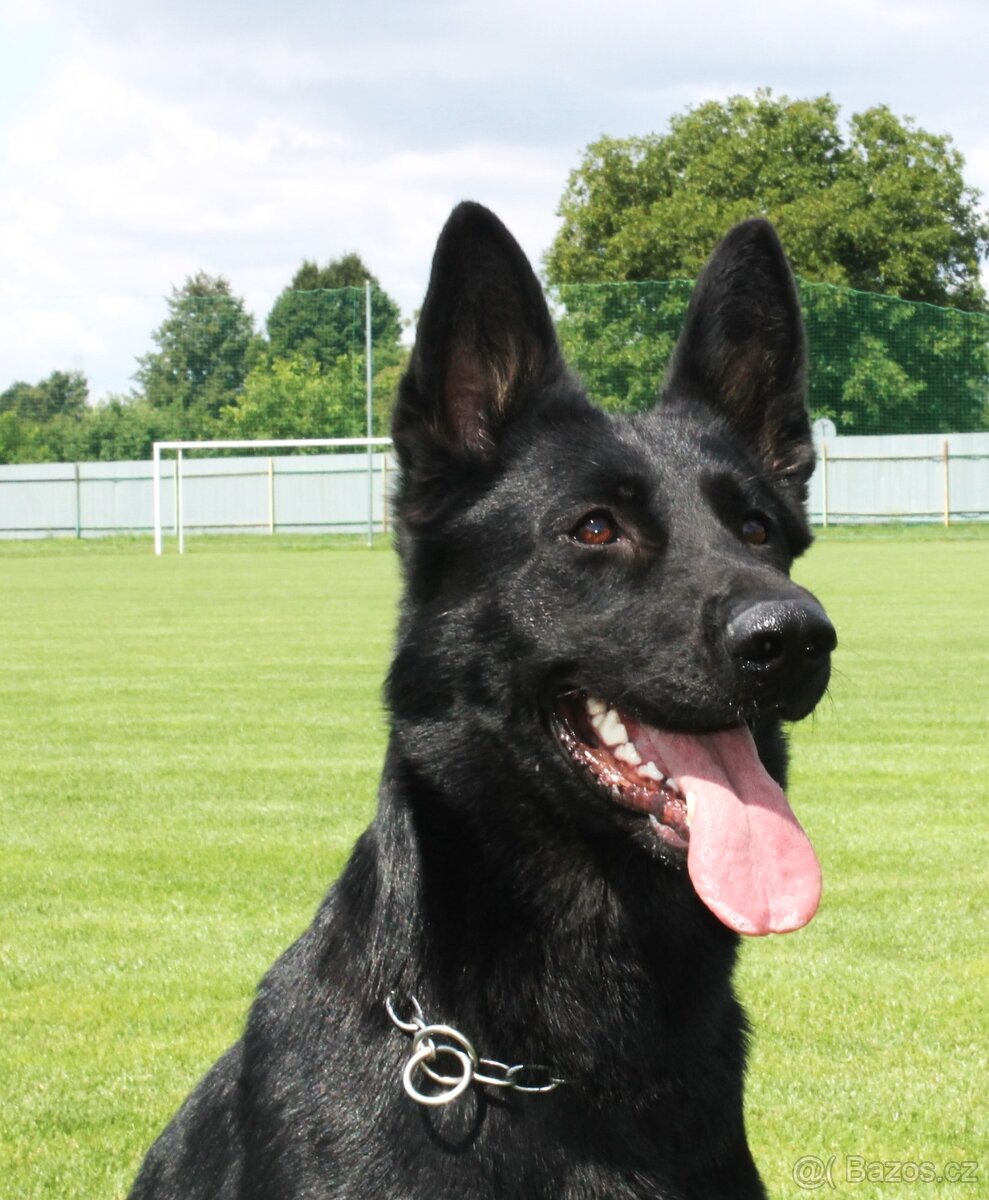 Německý ovčák - štěňata - 10