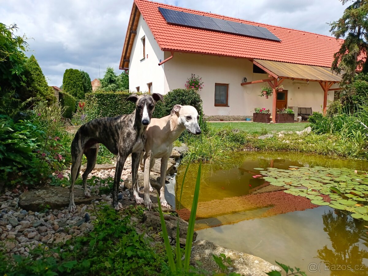 Hlídání psů - 10