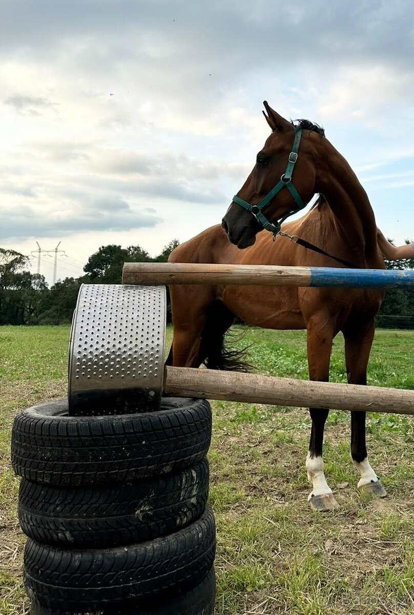 Všestranný valach - 10