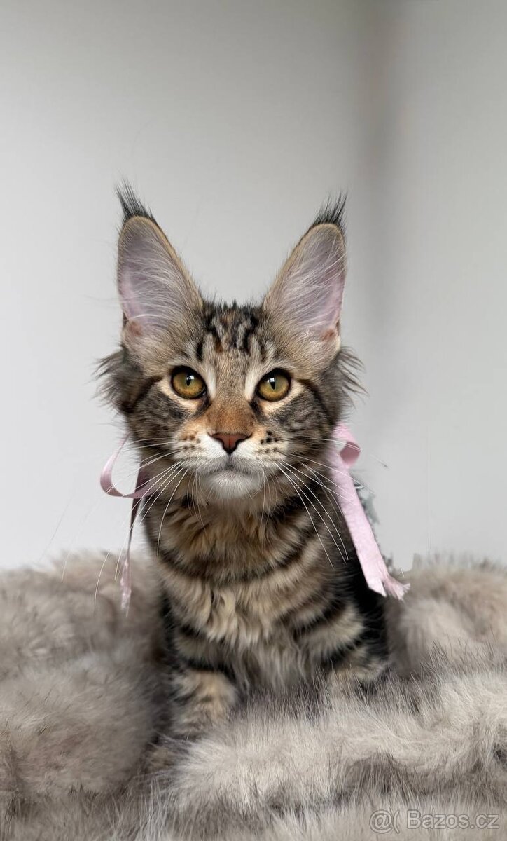 Mainská mývalí koťátka s PP - 10