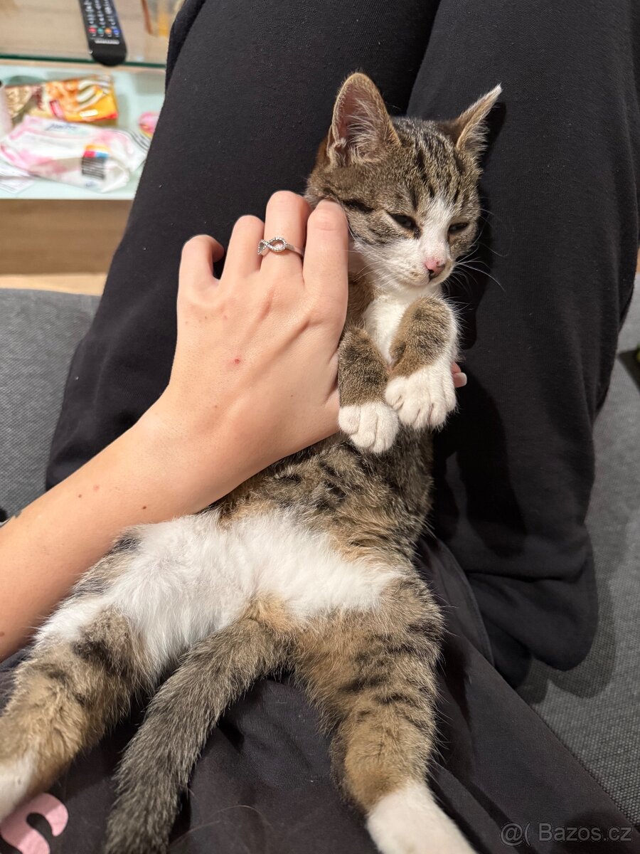 Koťátko - 10