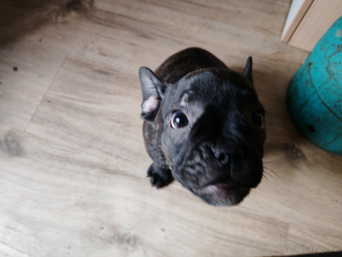 Francouzský buldočci - 10