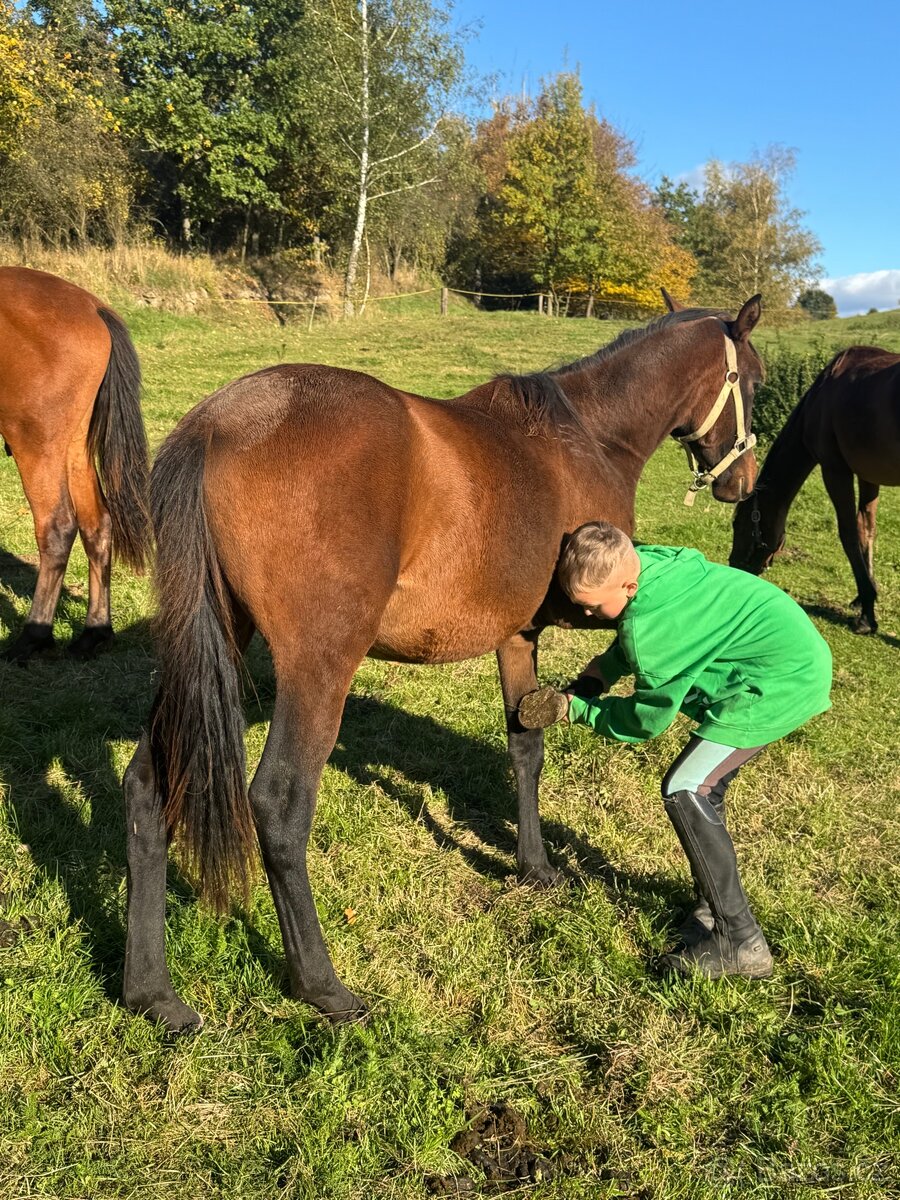 Hřebeček do rodiny - 10