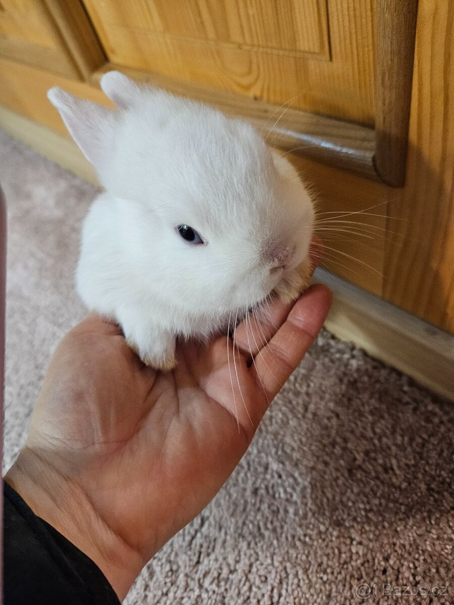 Zakrslý králík - 10