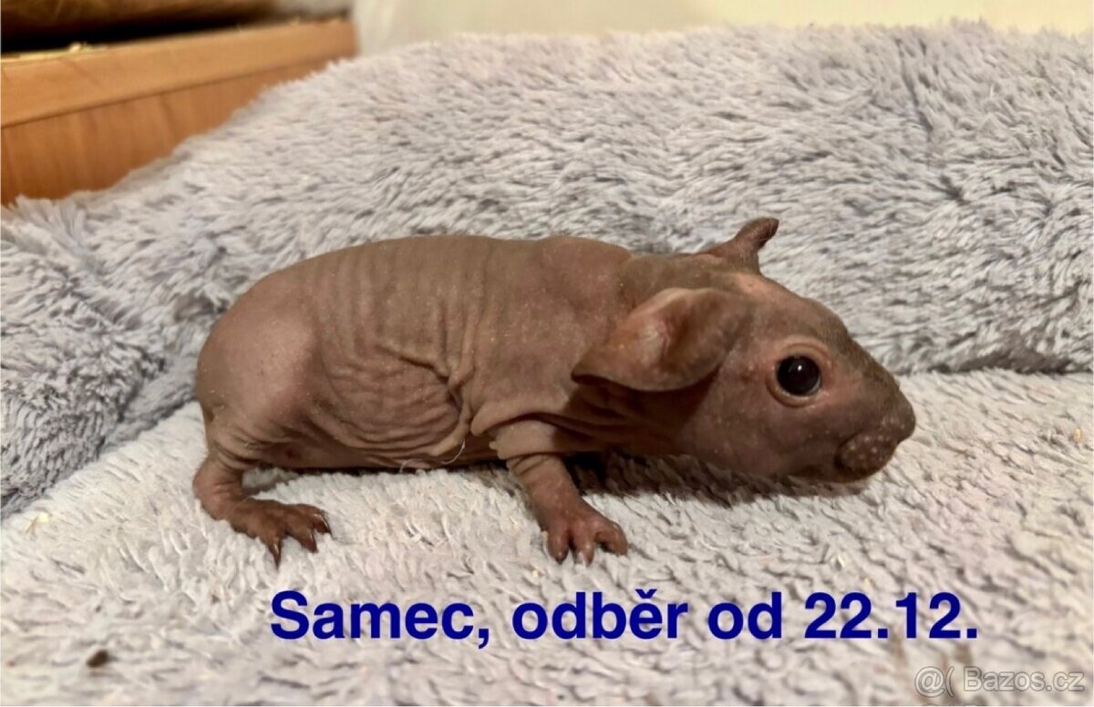 3 samečci skinny morčátek - 10