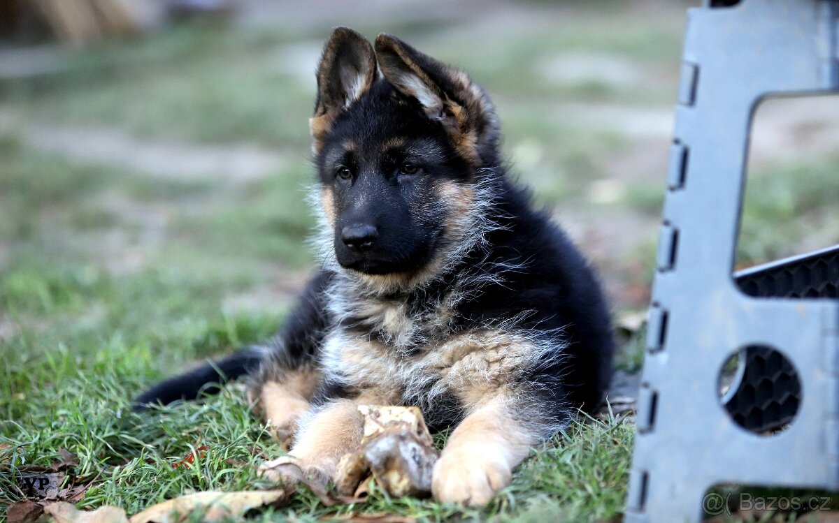 Německý ovčák - 10