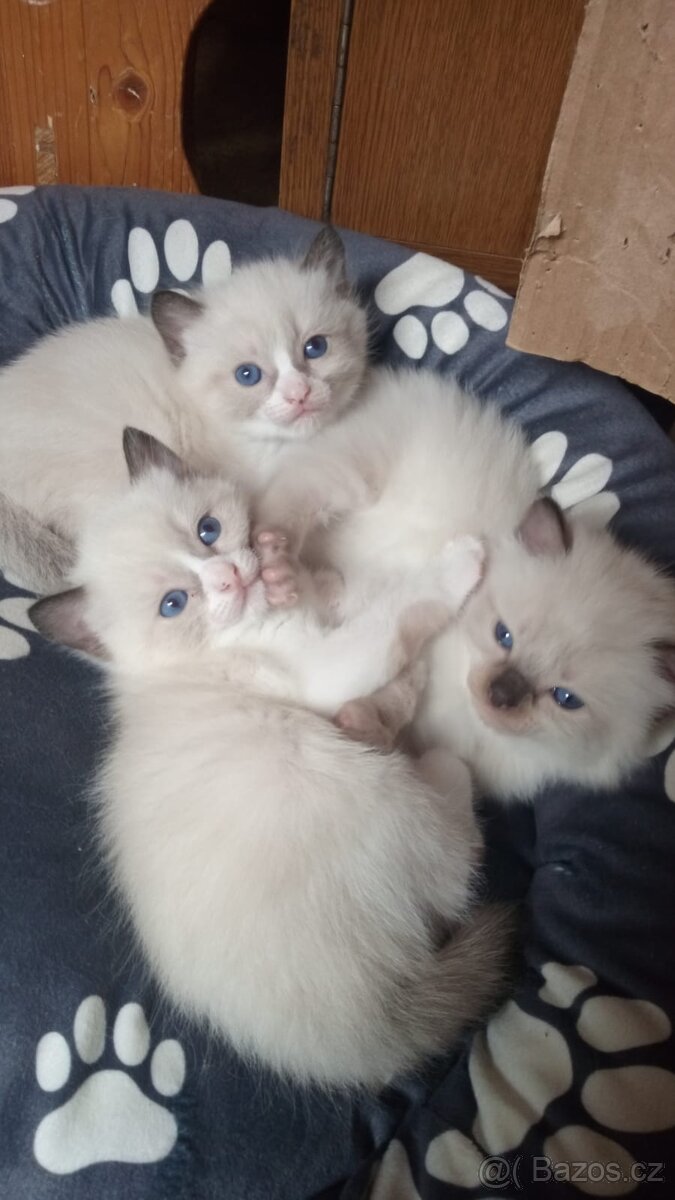 Kotátka Ragdoll bez PP - 10