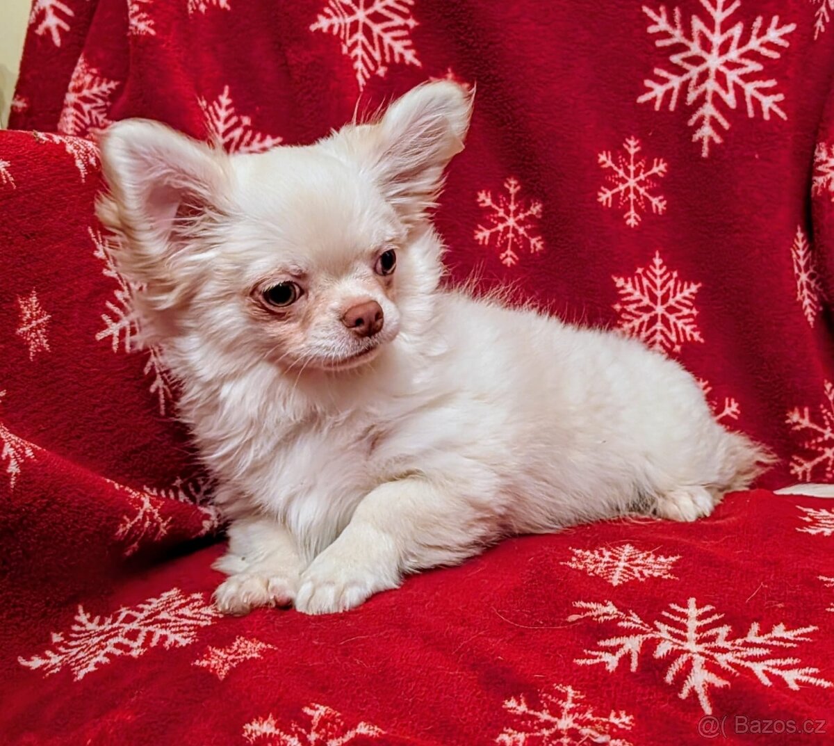 Čivava dlouhosrstá s PP - 10