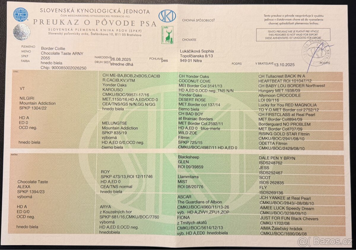 ŠTĚŇÁTKO BORDER KOLIE - 10