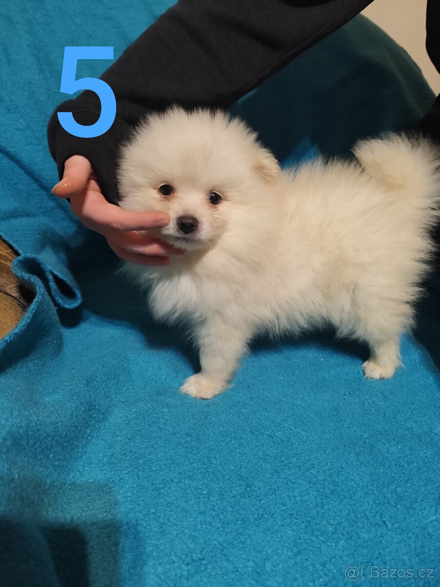 Špic pomeranian štěňátko - 10