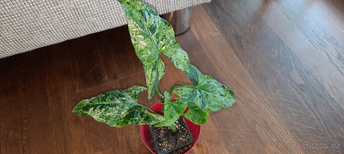 Sada zakořeněných řízků - monstery, philodendrony, synga - 10