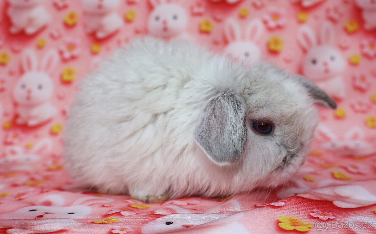 zakrslí beránci - 10