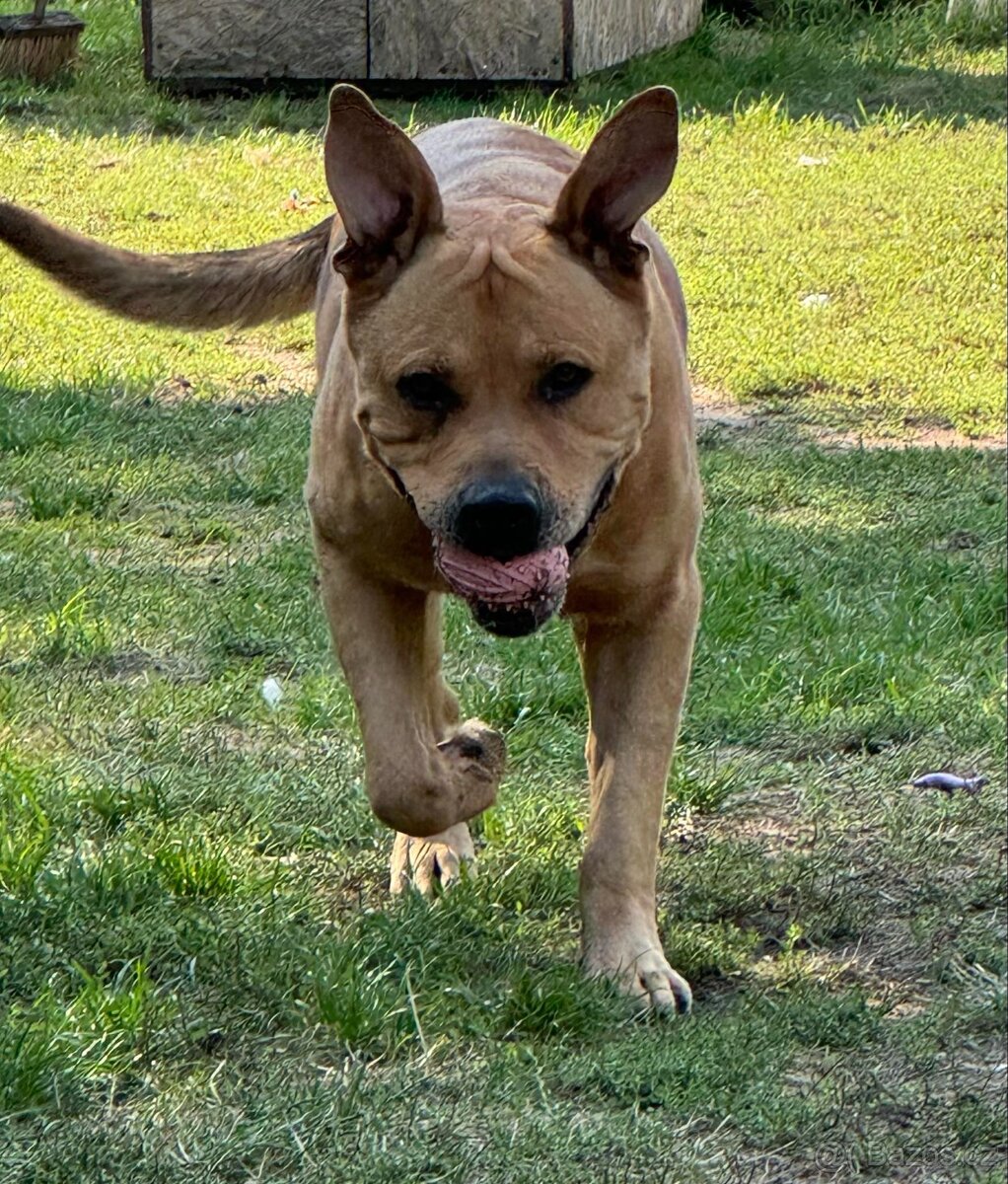 NERO K ADOPCI - přátelský, aktivní, učenlivý, pracovitý - 10