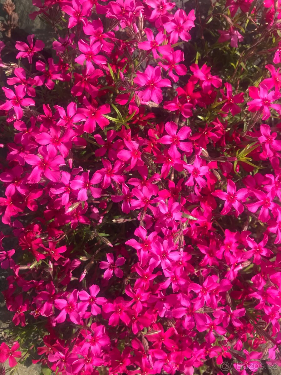 Trvalky a víceletky-LEN OSOBNÝ ODBER BRNO - 10