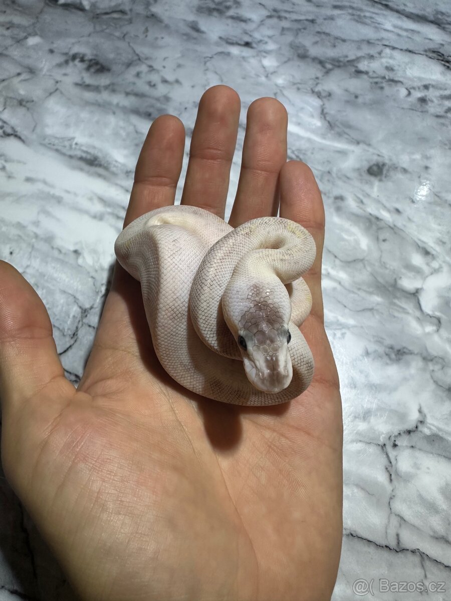 Krajta Královská Python regius Volná mláďata :) - 10